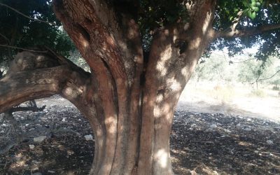 WhatsApp Image 2019-02-23 at 22.53.53(1)