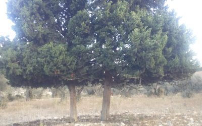 WhatsApp Image 2019-02-23 at 22.53.53(2)